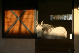 Nuestros caballos